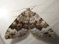 Colostygia aptata