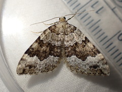 Colostygia aptata