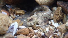Istiblennius dussumieri