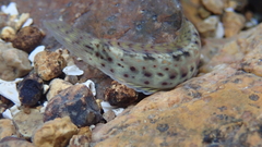 Istiblennius dussumieri