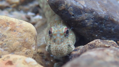 Istiblennius dussumieri