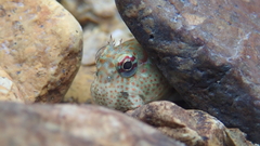 Istiblennius dussumieri