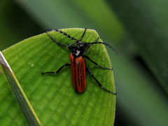 Palaestra rufipennis
