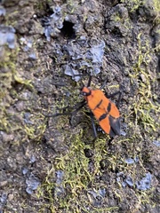 Oncopeltus varicolor