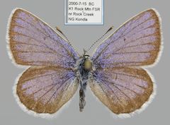 Plebejus idas atrapraetextus