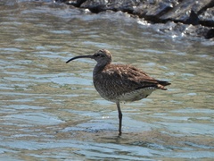 Numenius phaeopus