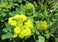 Lasiosiphon anthylloides