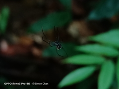 Leucauge argentina