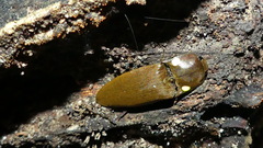 Pyrophorus noctilucus