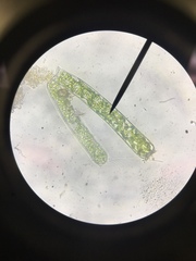 Charophyta