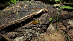 Pyrophorus noctilucus