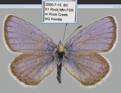 Plebejus idas atrapraetextus