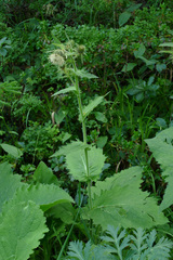 Cirsium carniolicum
