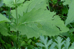 Cirsium carniolicum