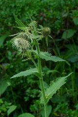 Cirsium carniolicum