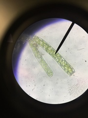 Charophyta