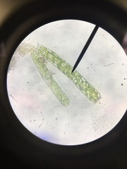 Charophyta