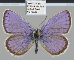 Plebejus idas atrapraetextus