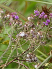 Senecio purpureus
