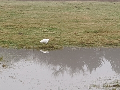 Egretta garzetta