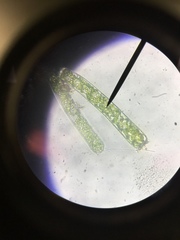 Charophyta