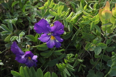 Viola oreades