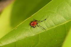 Chinadasynus orientalis