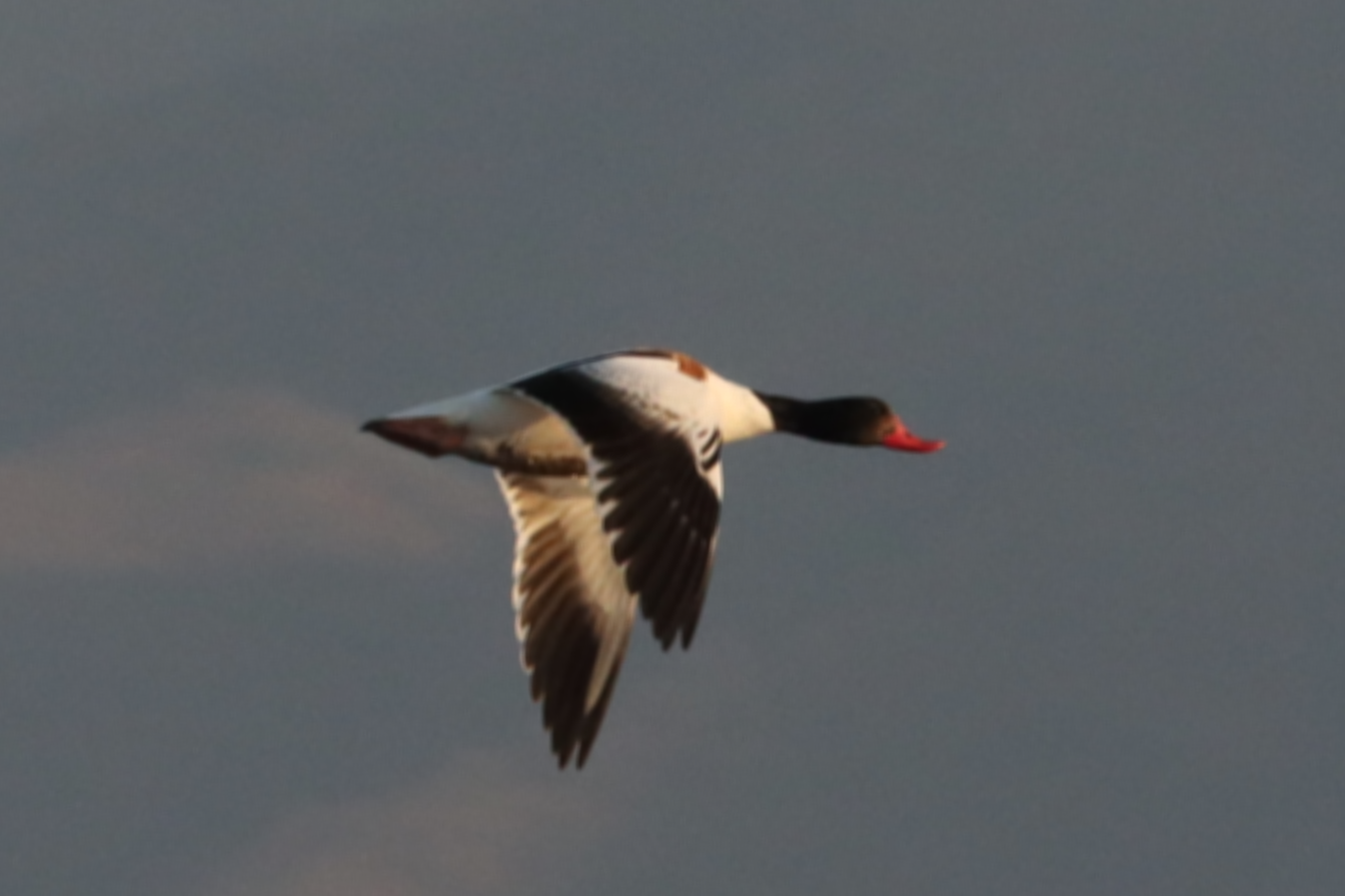 Common Shelduck