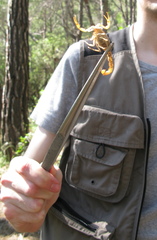 Aegaeobuthus gibbosus