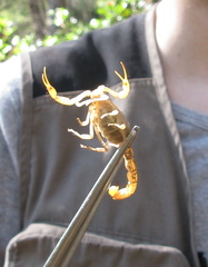 Aegaeobuthus gibbosus