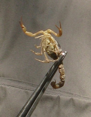 Aegaeobuthus gibbosus