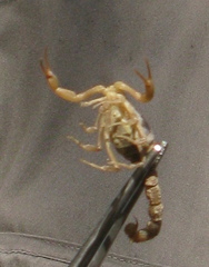 Aegaeobuthus gibbosus