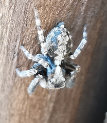 Pseudeuophrys lanigera