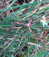 Dianthus albens