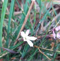 Dianthus albens