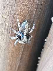 Pseudeuophrys lanigera