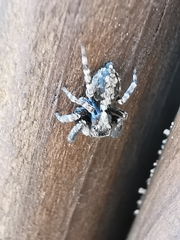 Pseudeuophrys lanigera