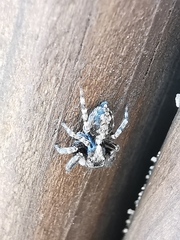 Pseudeuophrys lanigera
