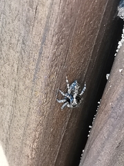Pseudeuophrys lanigera