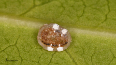 Ceroplastes japonicus