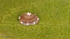 Ceroplastes japonicus