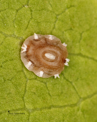 Ceroplastes japonicus