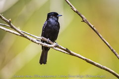 Knipolegus nigerrimus