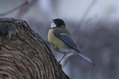 Parus major
