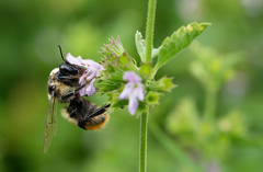 Bombus niveatus