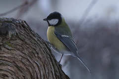 Parus major