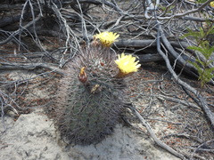 Acanthocalycium thionanthum