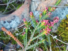 Passerina rubra