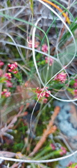 Passerina rubra