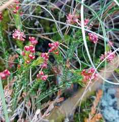 Passerina rubra